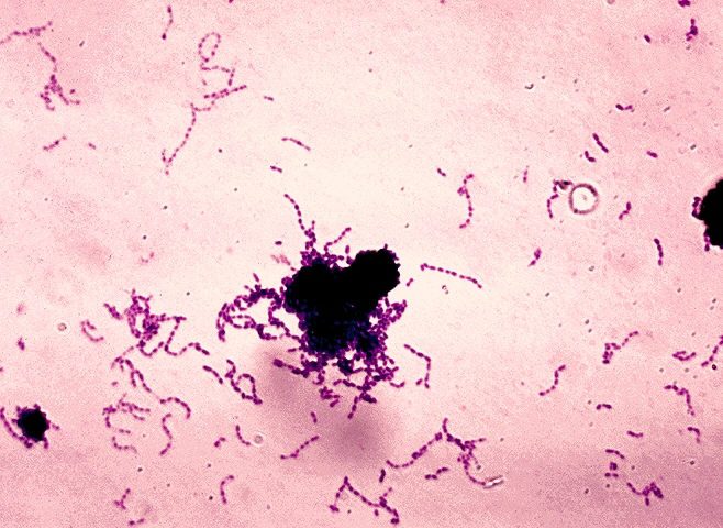 Streptococcus_mutans y moco sintético